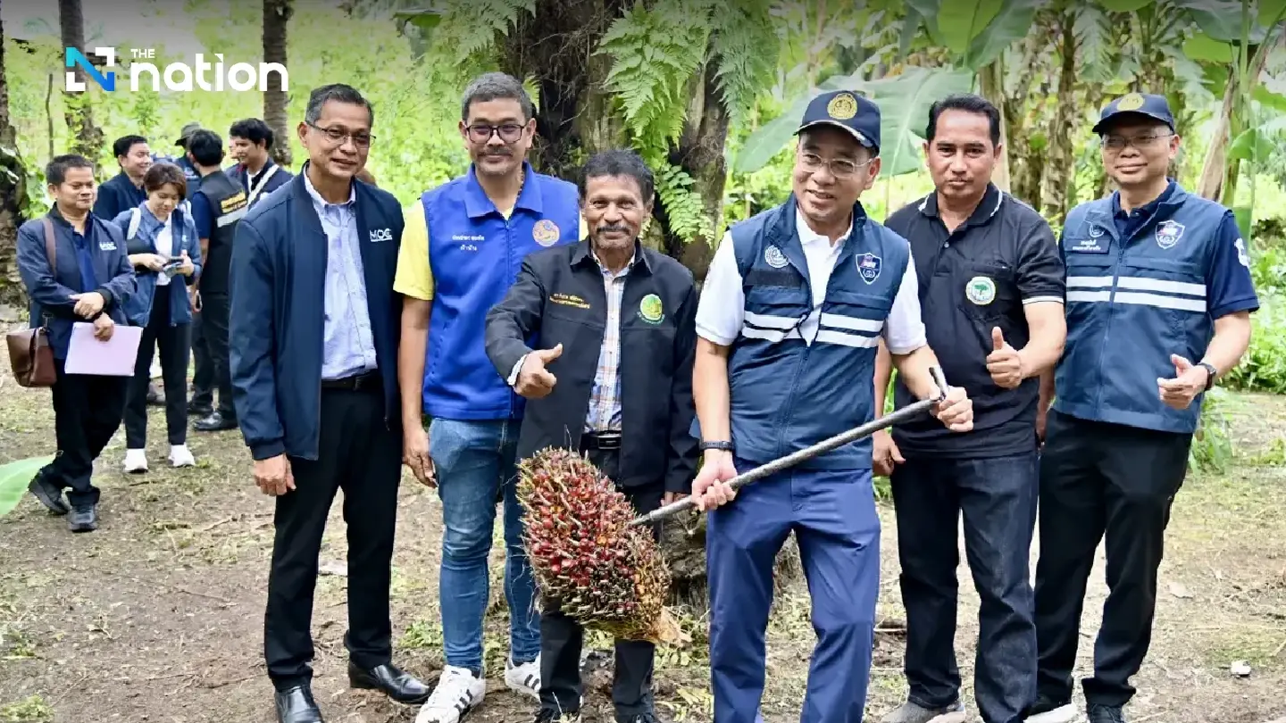 Palm oil prices will drop from January, say Surat Thani farmers Palm oil prices will drop from January, say Surat Thani farmers