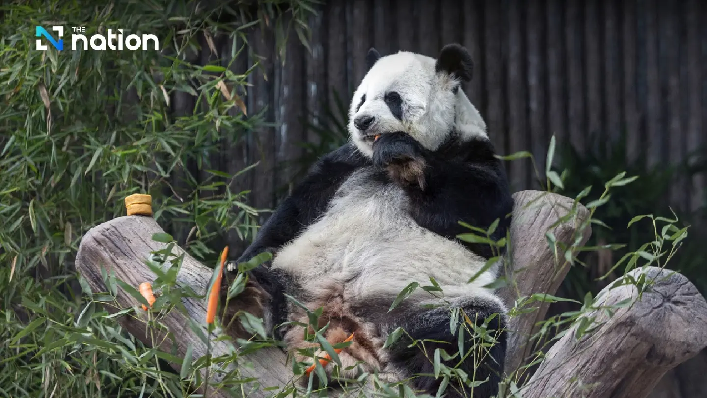 Chalermchai inspects Chiang Mai Zoo’s preparations for 2 new pandas