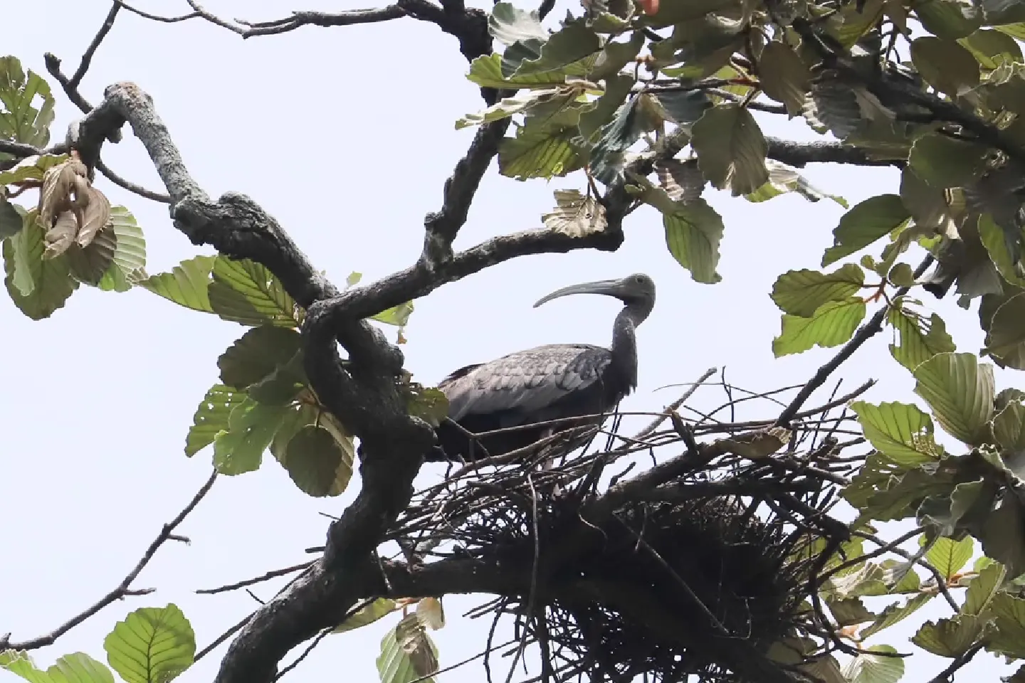 Cambodia leads global conservation for endangered ibis species