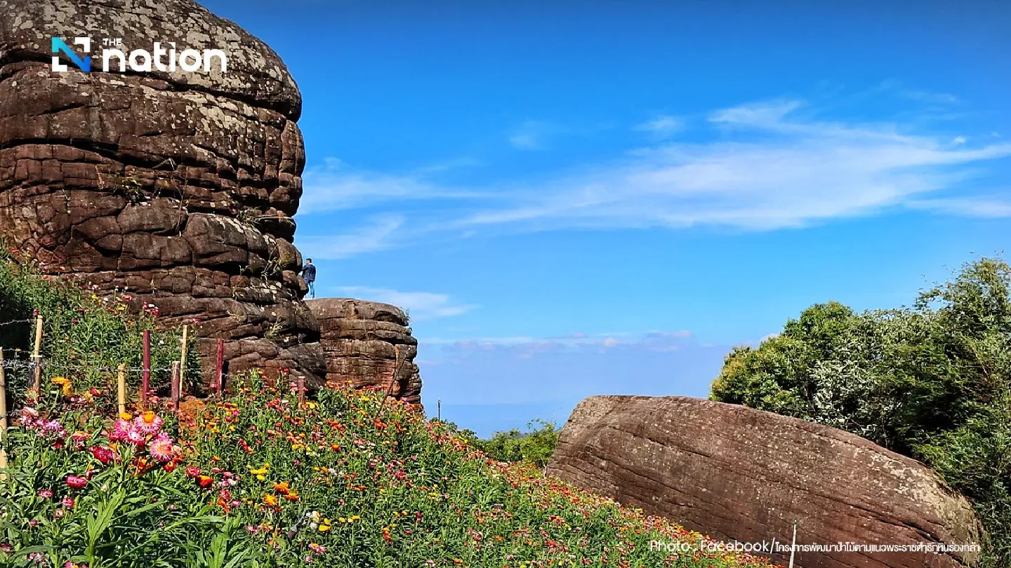Phu Hin Rong Kla park blooms with rainbow of everlasting daisies