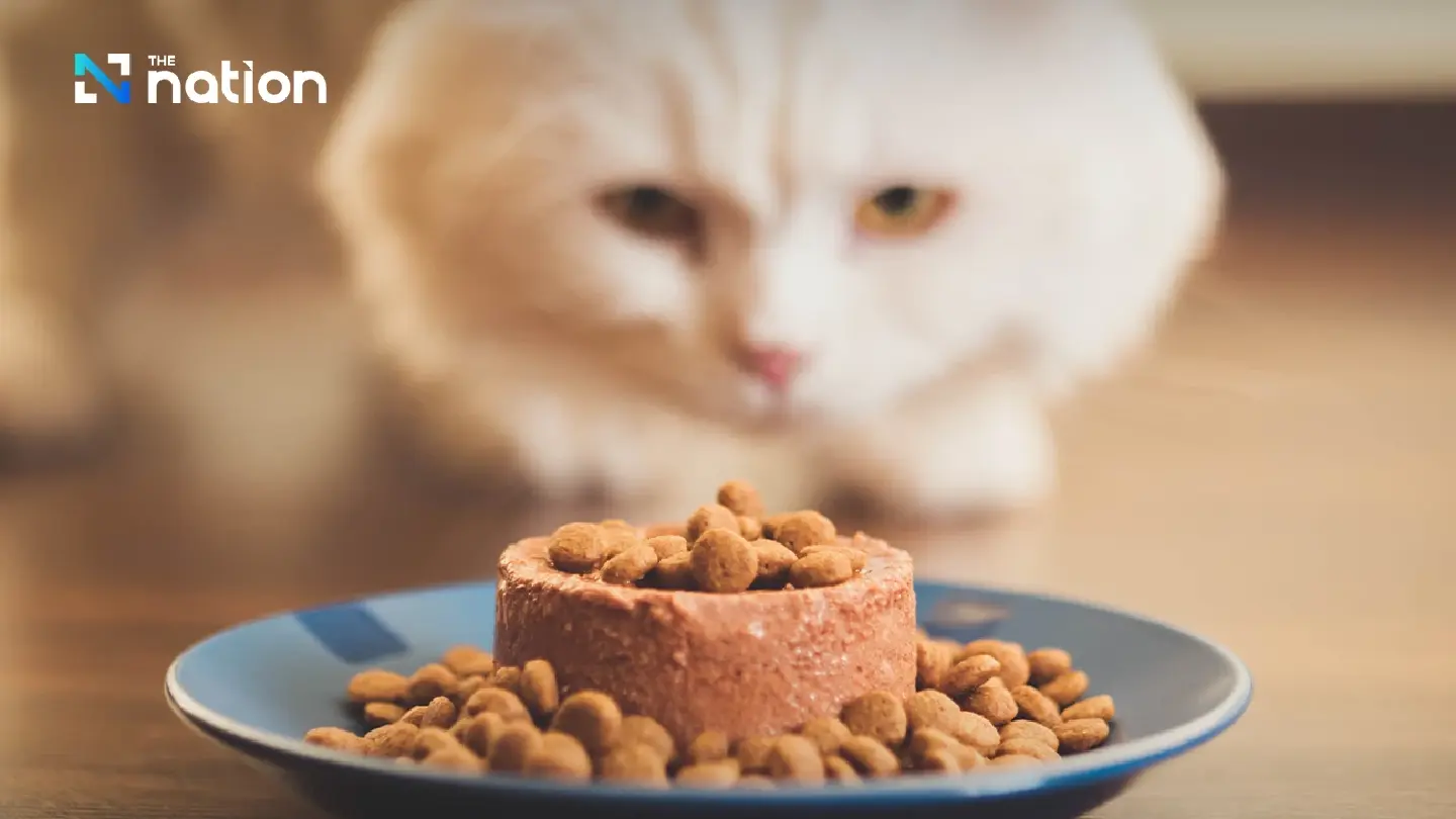 Thai pet food exports jump 31% to over 80 billion baht