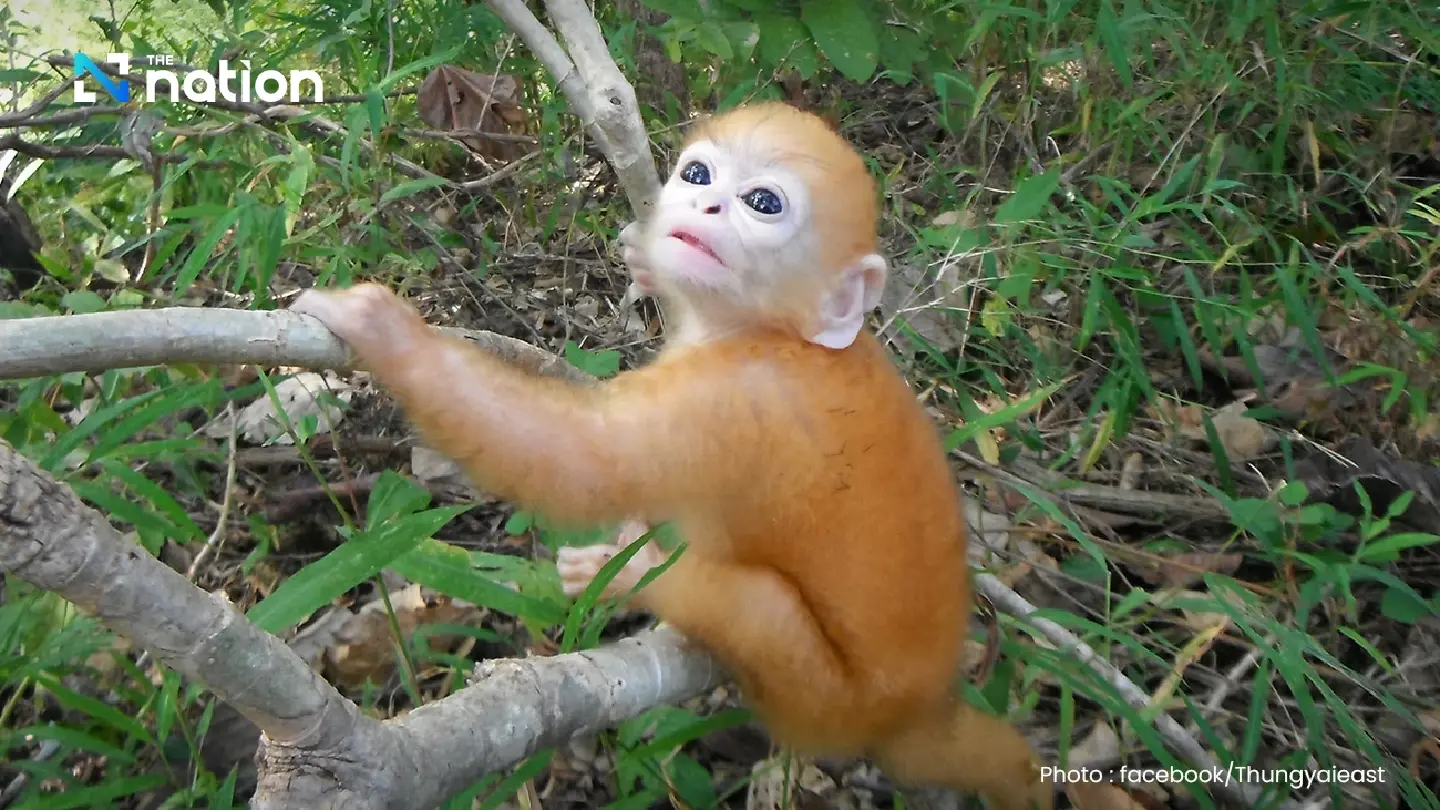Adorable baby Phayre’s langur captures hearts online