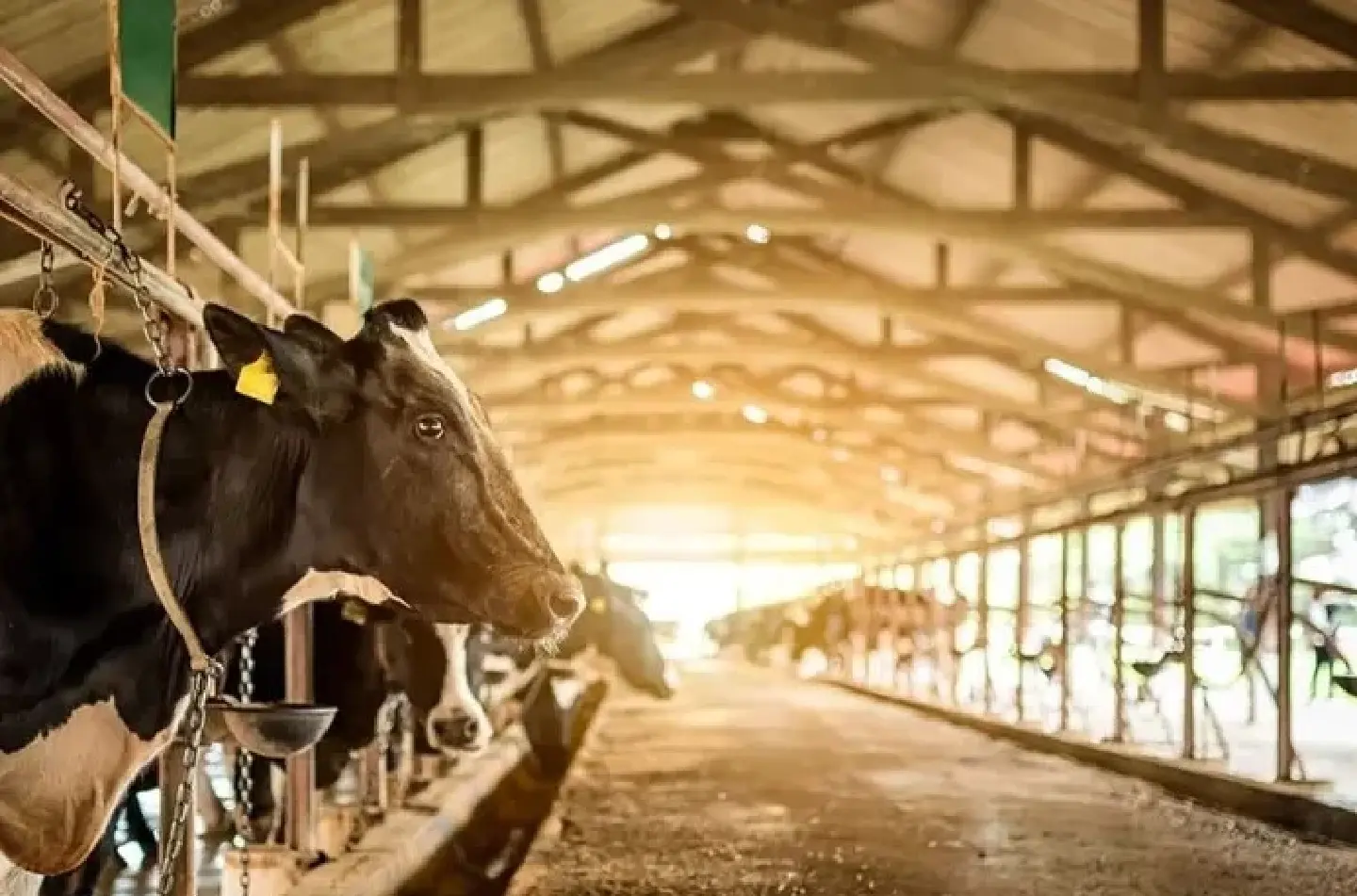 Laos and Thailand join hands to develop industrial cattle production chain Laos and Thailand join hands to develop industrial cattle production chain