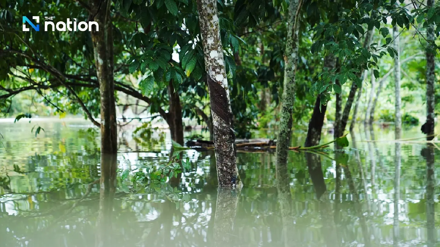 Floods devastate rubber plantations in South of Thailand