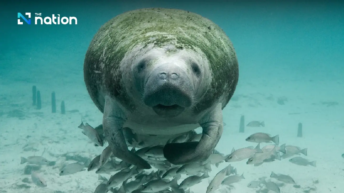High fatality rate of dugongs in Thailand a cause for concern