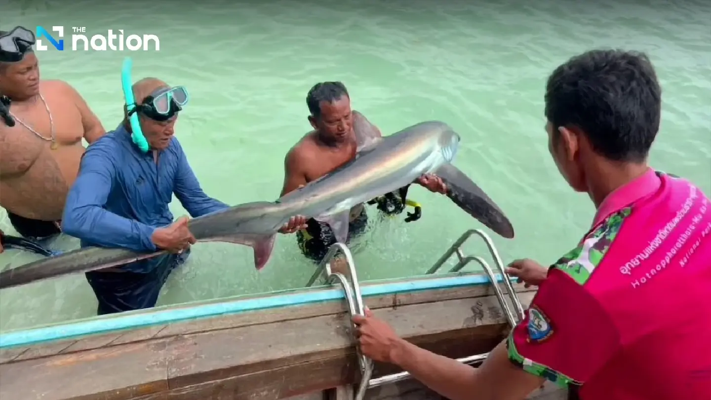 Thresher shark found beached on Koh Phi Phi returned to sea Thresher shark found beached on Koh Phi Phi returned to sea