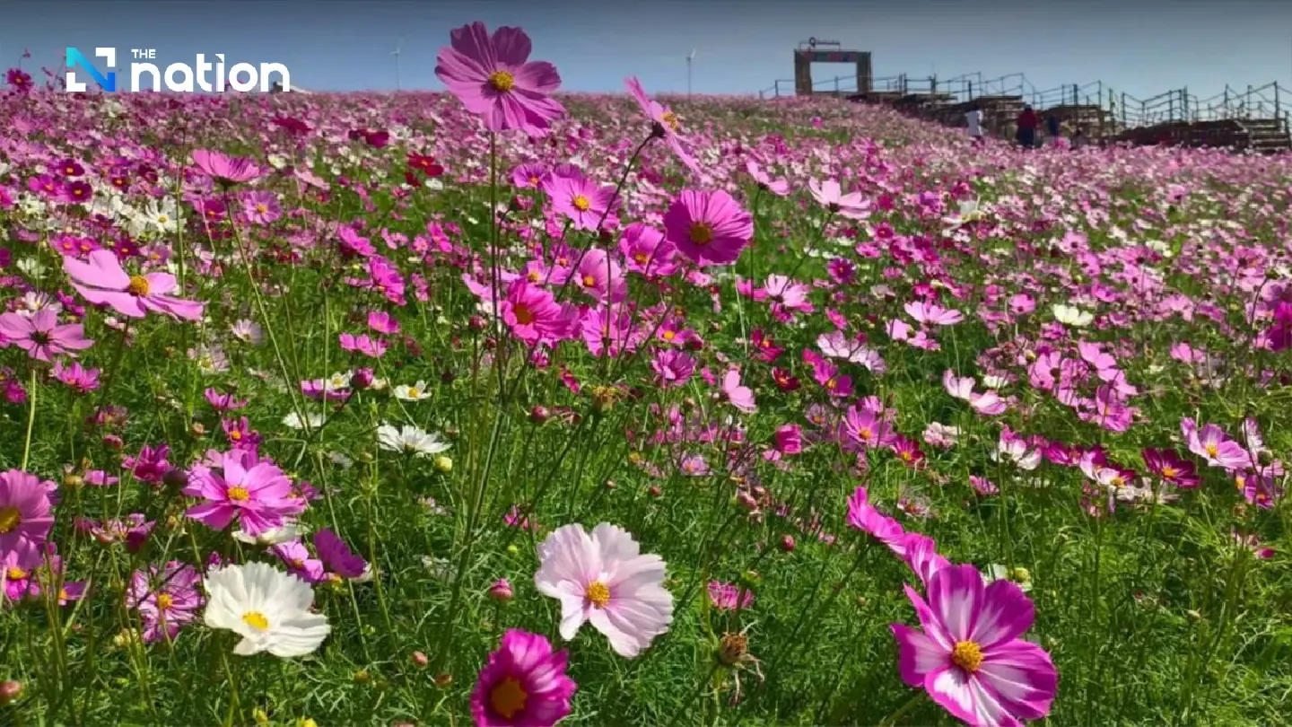 Chaiyaphum invites tourists to enjoy vista of blooming mountaintop