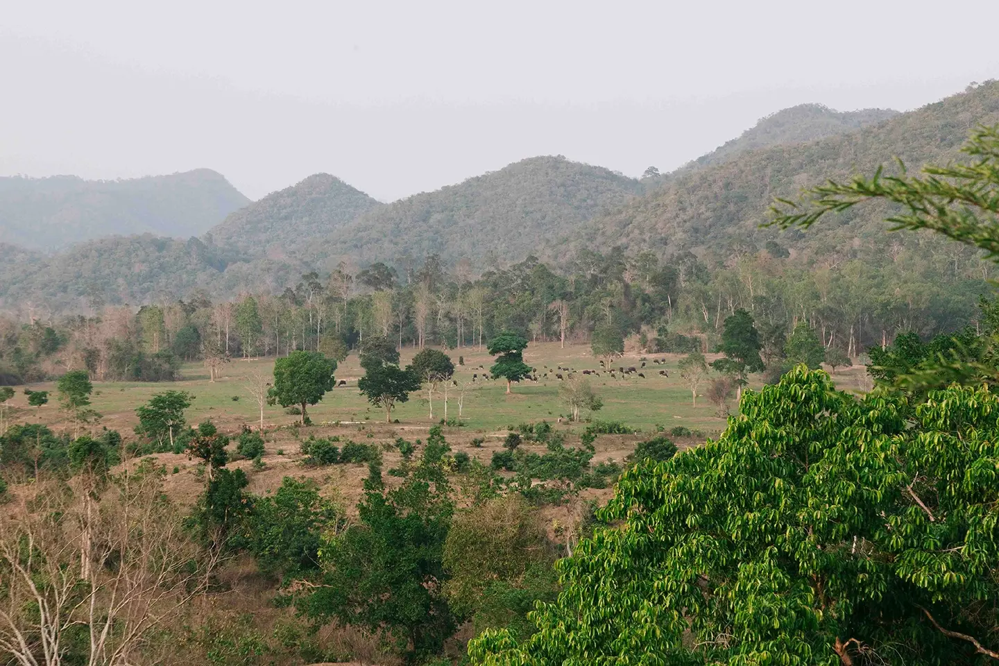 5 Decades of the battleground between human and wild elephants 5 Decades of the battleground between human and wild elephants