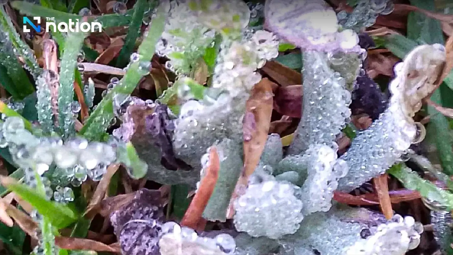 Doi Inthanon sees second hoarfrost phenomenon this year Doi Inthanon sees second hoarfrost phenomenon this year