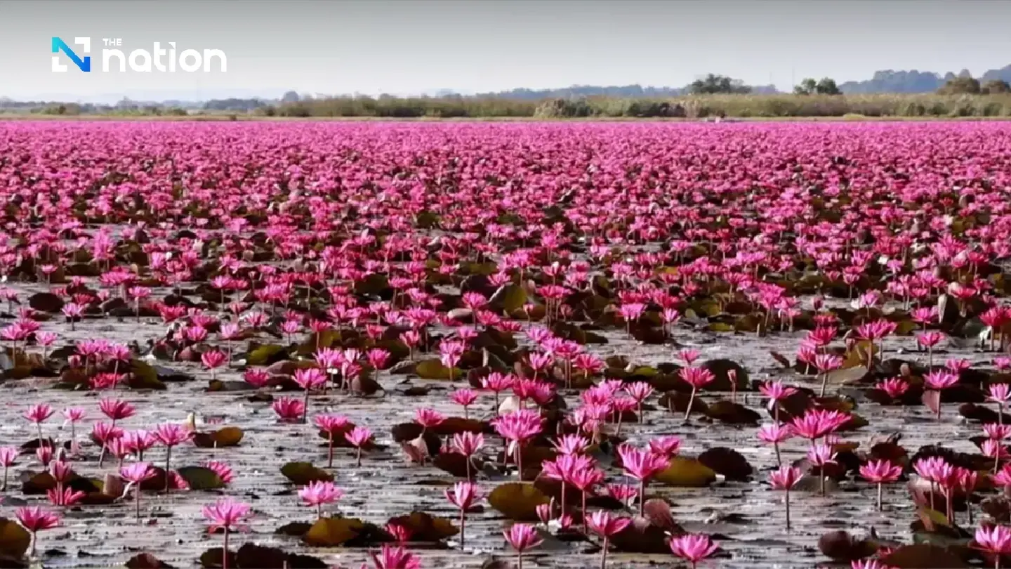 TAT promotes Red Lotus Sea in Udon Thani