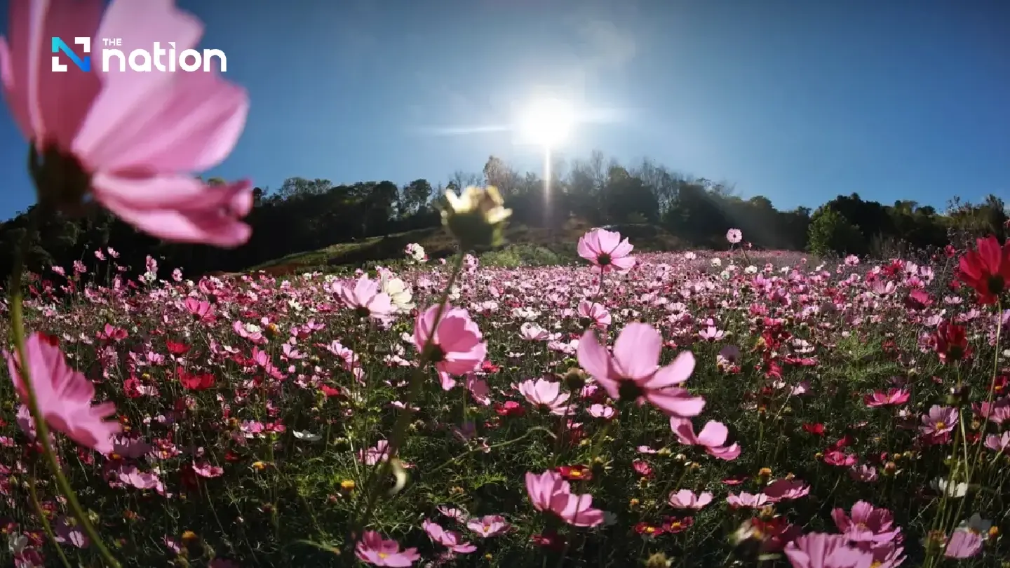 Tourists invited to enjoy chilly weather, flowers at Hmong village in Phitsanulok Tourists invited to enjoy chilly weather, flowers at Hmong village in Phitsanulok