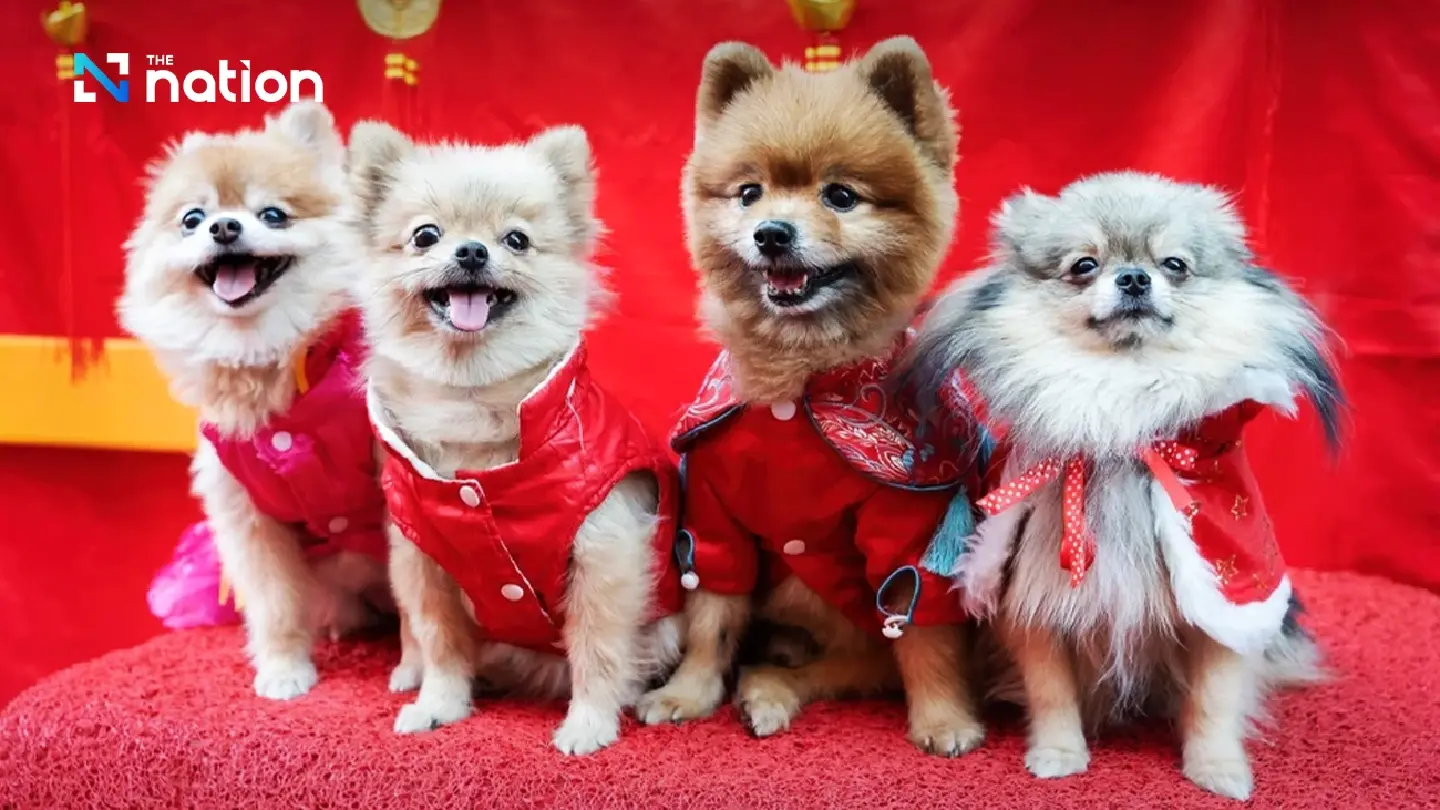 China’s booming pet market a new opportunity for Thai entrepreneurs