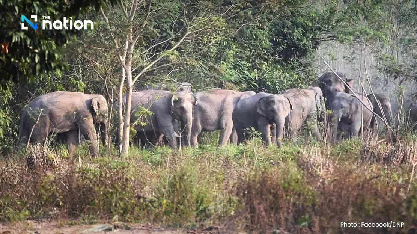 Wild elephants caused 227 deaths in 12 years; efforts to address this intensify