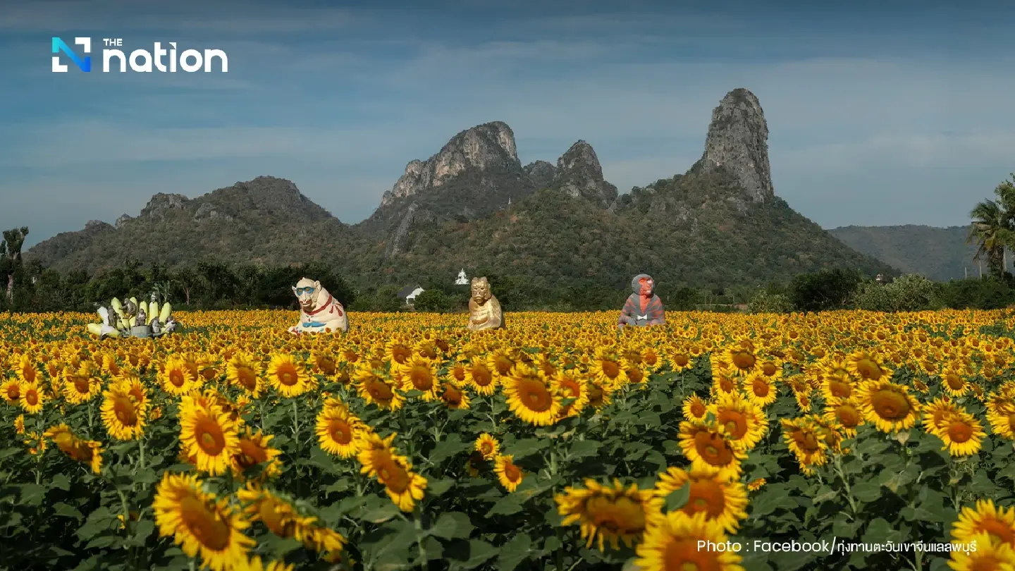 Giant monkeys join sunflowers at Lopburi’s new landmark
