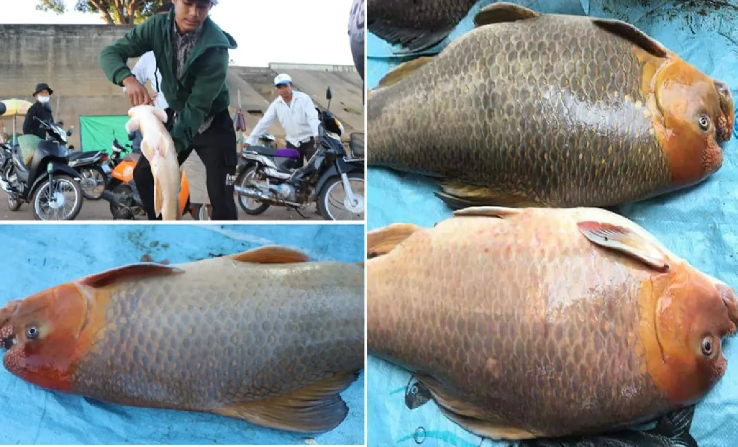 ‘Million riel fish’ sells in Stung Treng ‘Million riel fish’ sells in Stung Treng
