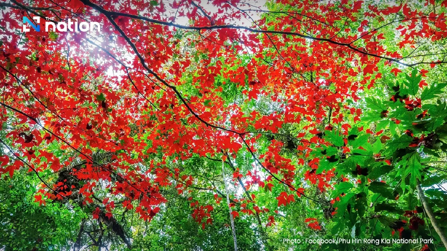 Maple leaves undergoing their colourful annual phenomenon