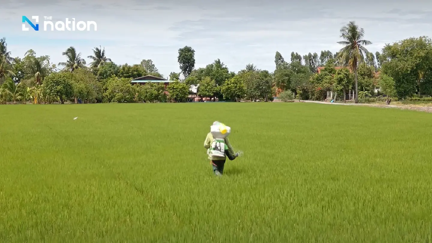 Cabinet approves 38.58 billion baht for rice farmers’ subsidies Cabinet approves 38.58 billion baht for rice farmers’ subsidies