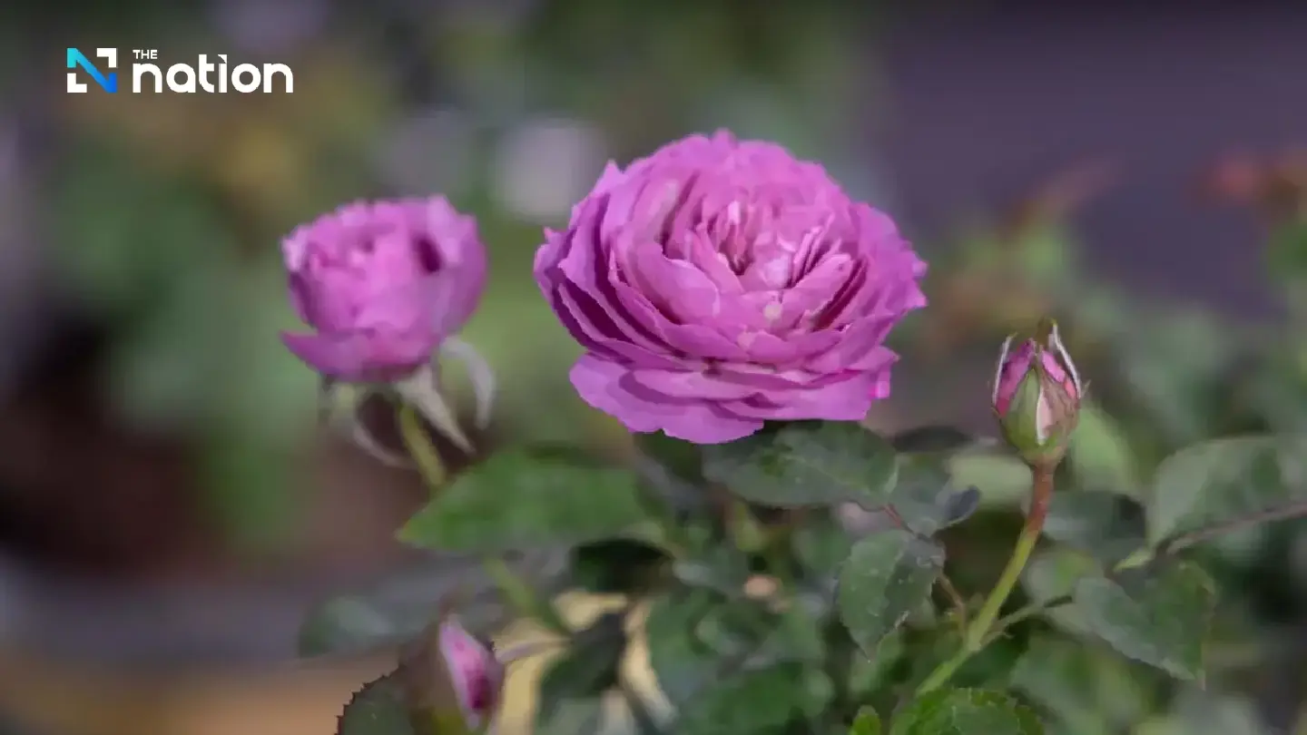 Explore the magic of rare rose varieties at Siam Paragon exhibition Explore the magic of rare rose varieties at Siam Paragon exhibition