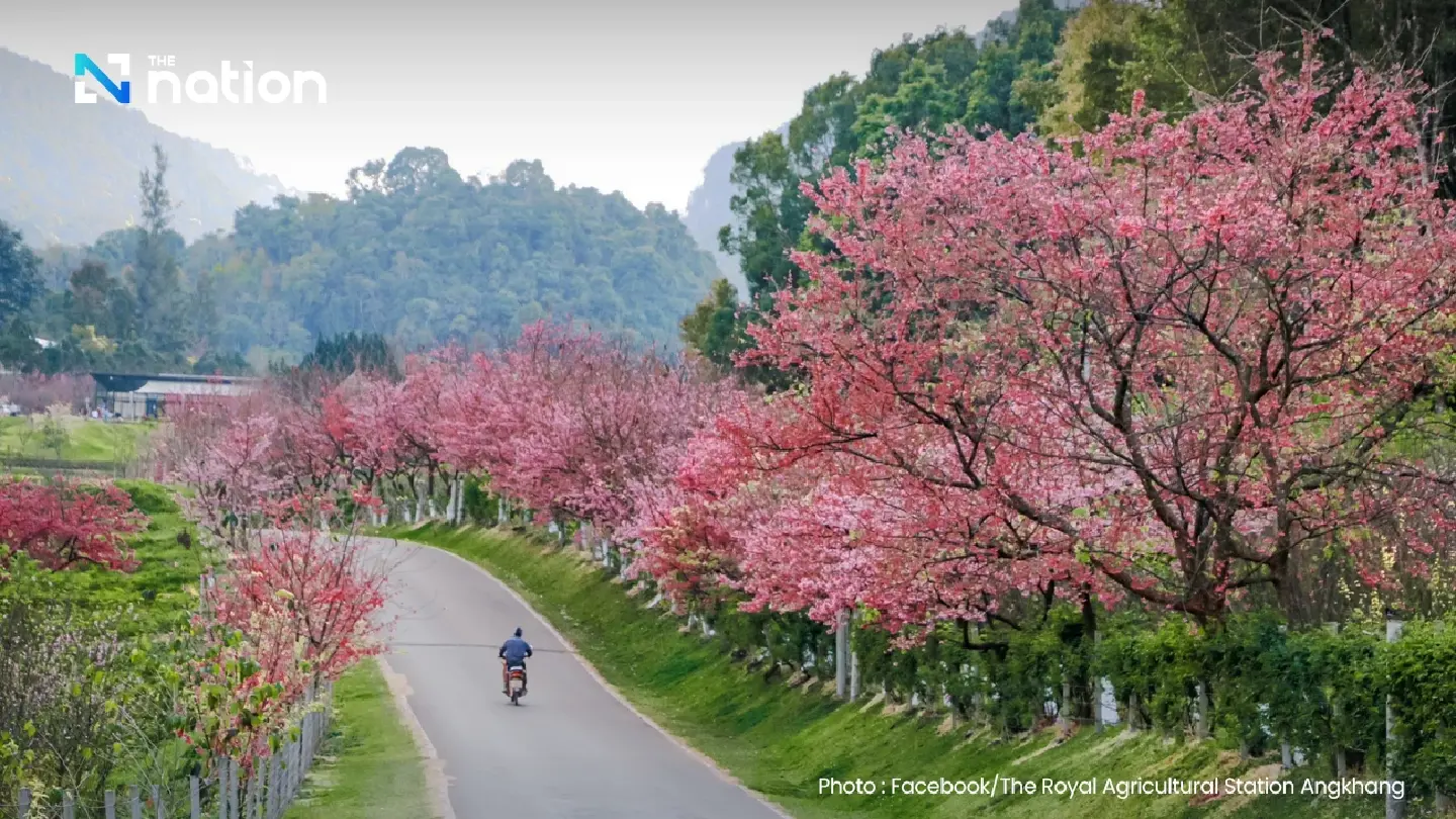 Witness Japanese cherry blossoms in Chiang Mai
