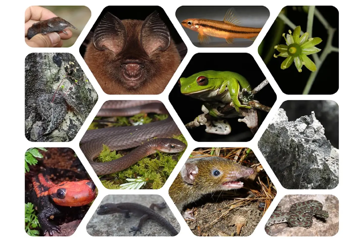 WWF report highlights discovery of new species in Greater Mekong region