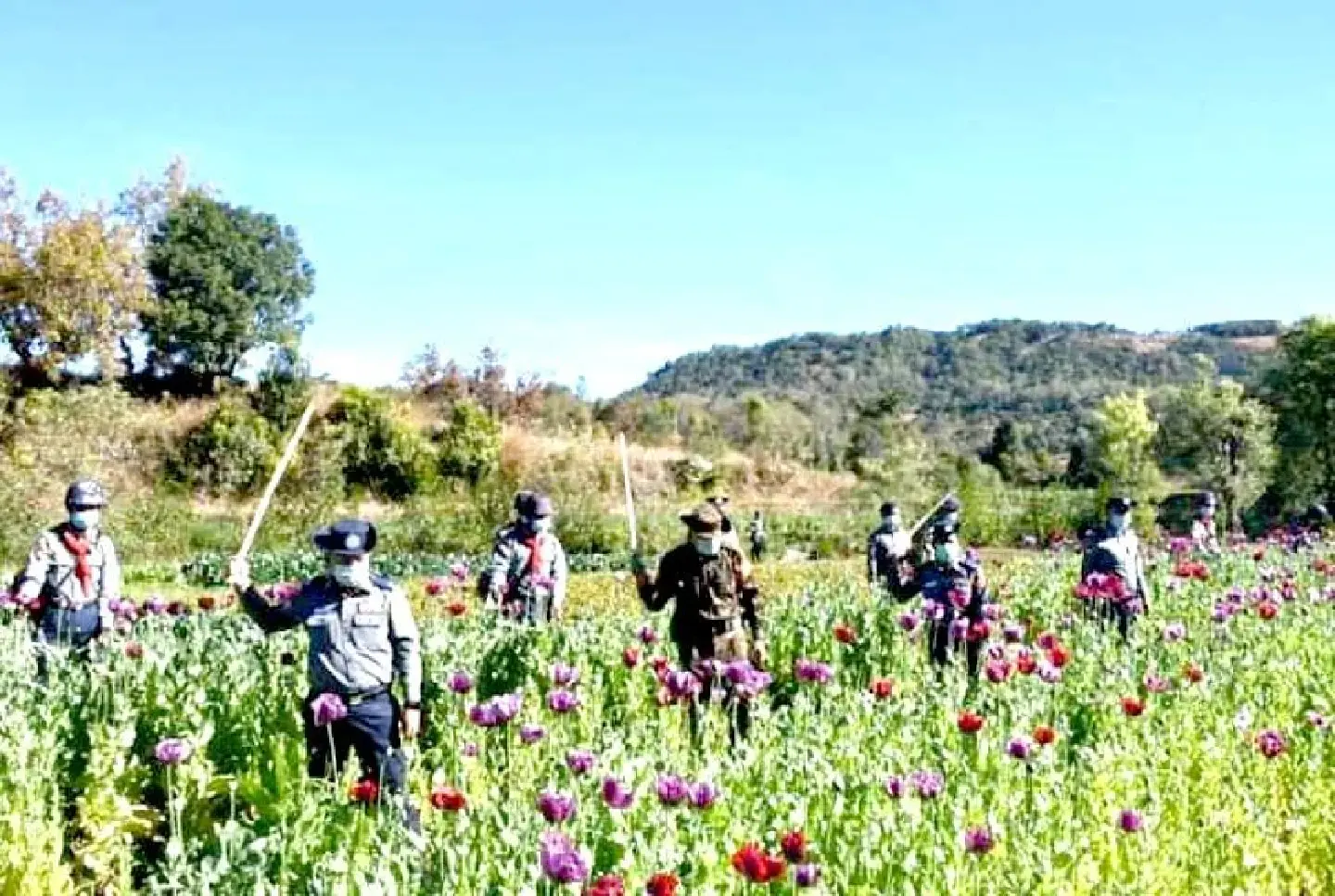 Myanmar remains top opium-producing region in 2024, UNODC reports