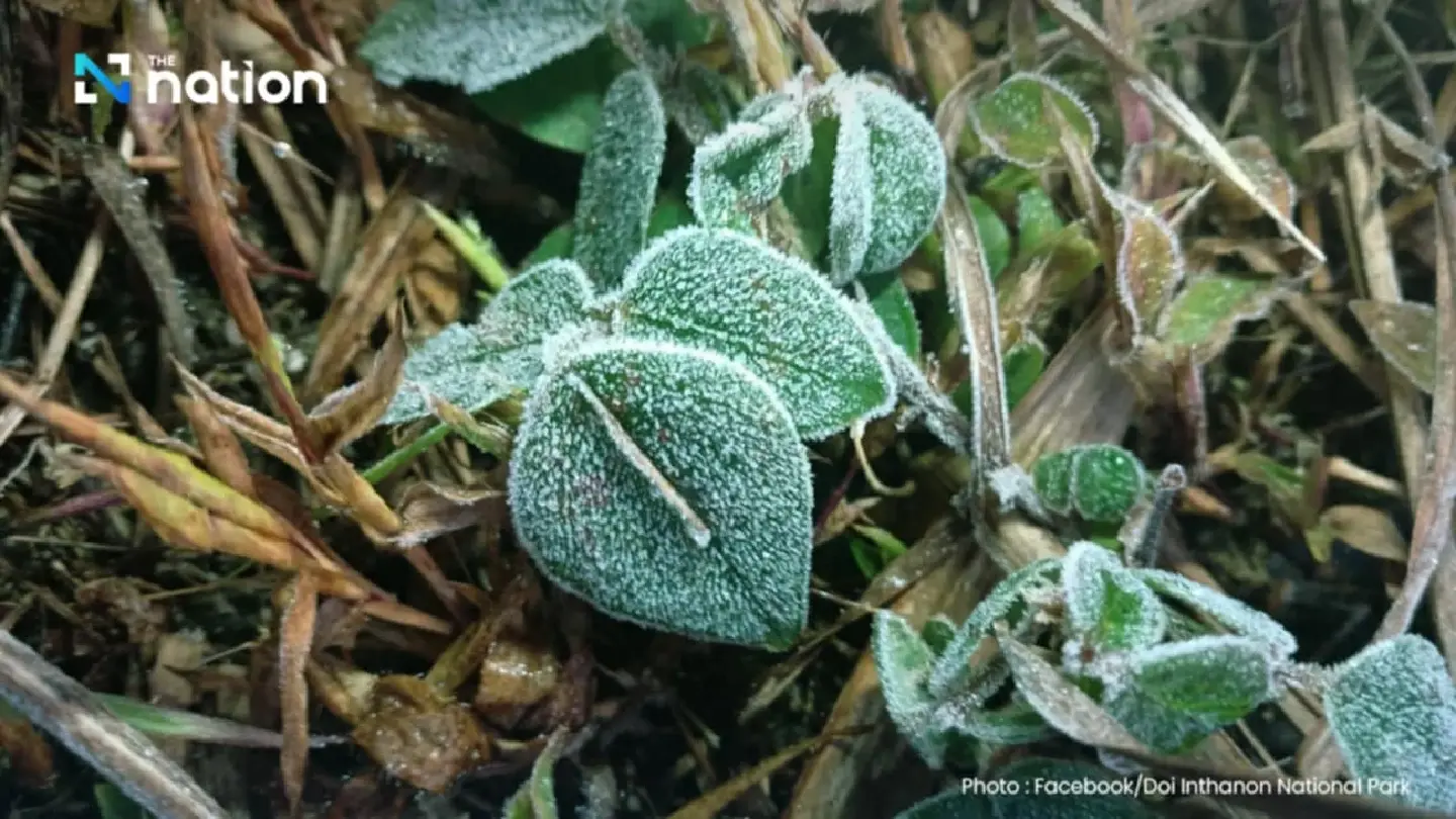 Hoar frost imbues Doi Inthanon park with rare winter magic Hoar frost imbues Doi Inthanon park with rare winter magic