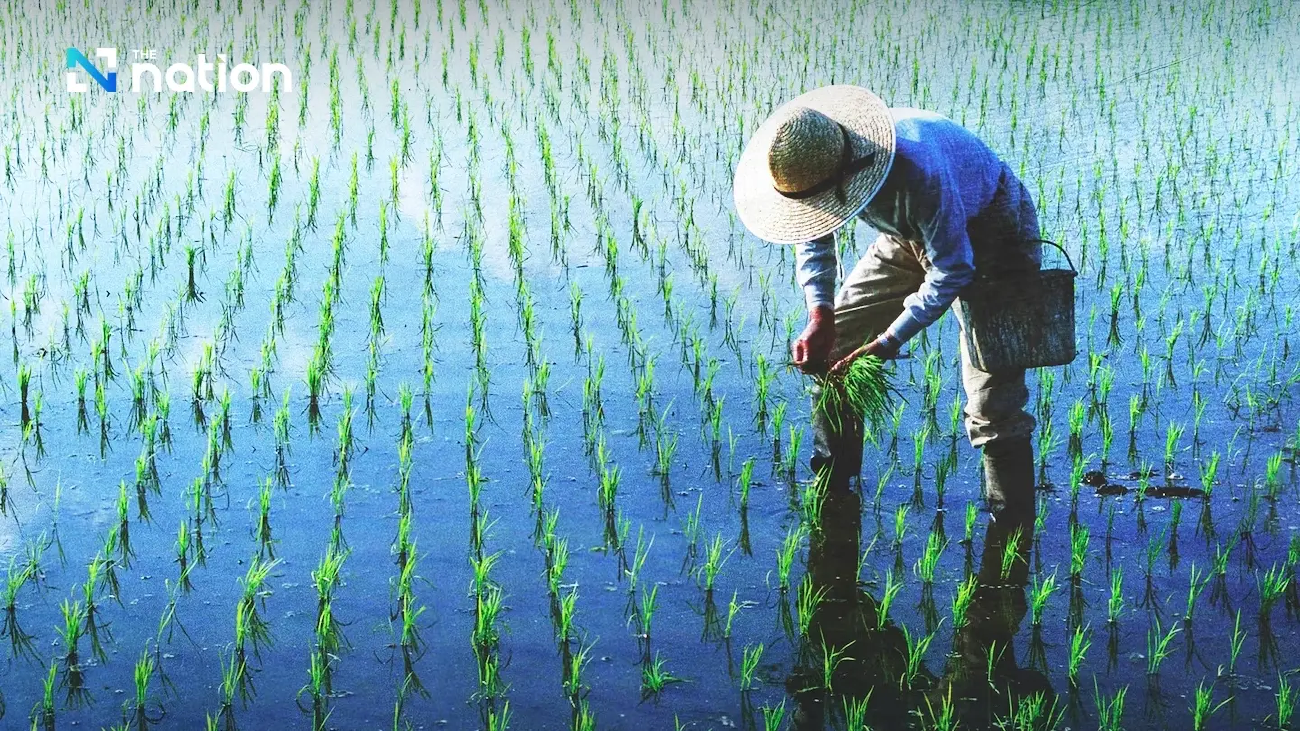 Thailand’s rice yields considerably lower than other countries