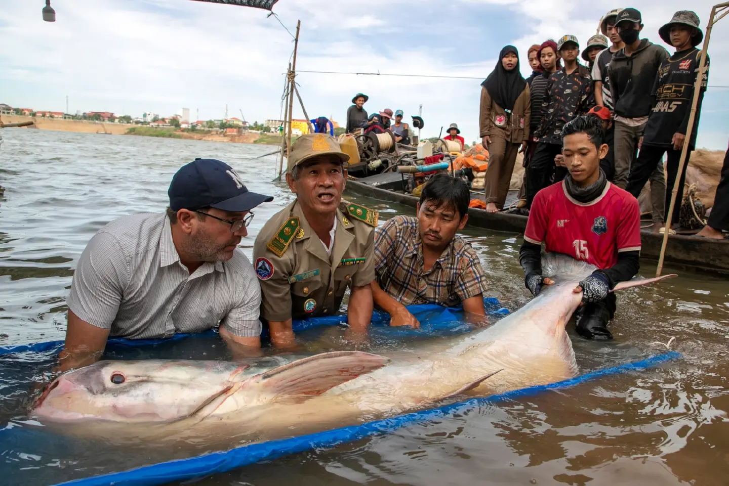 Huge catch in Cambodia boosts hopes for giant catfish survival Huge catch in Cambodia boosts hopes for giant catfish survival