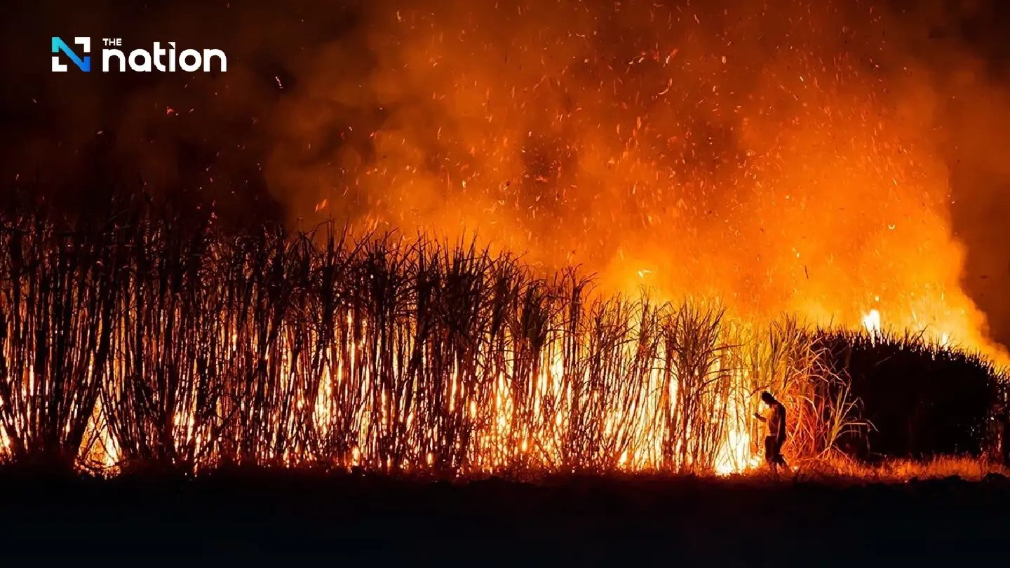 Smog clears as Thai sugar mills slash burnt sugarcane purchases
