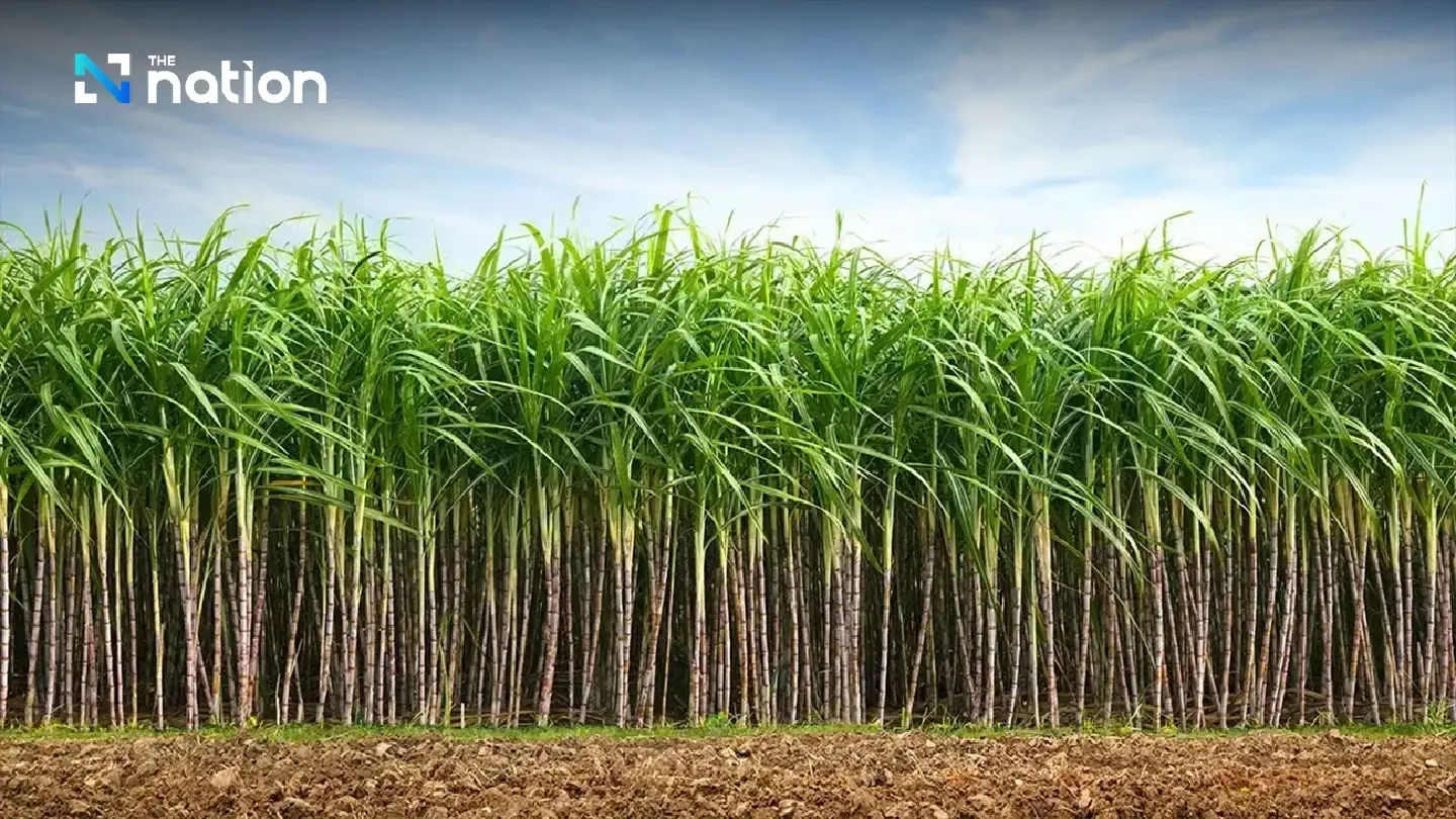 Burnt sugarcane volume on declining trend, says cane and sugar board
