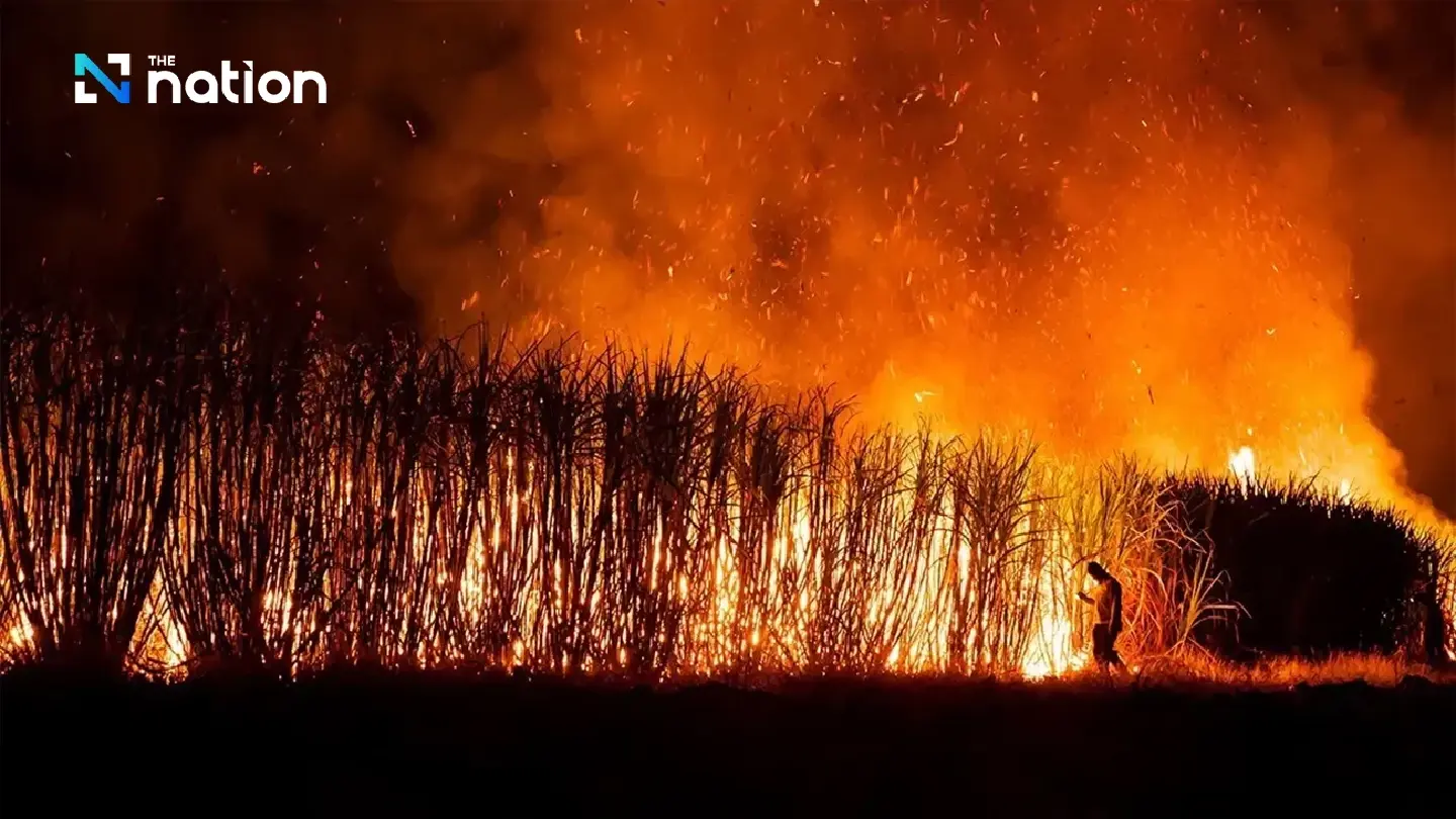 Cane and Sugar Board eyes reducing burned sugarcane problem to tackle PM2.5 pollution