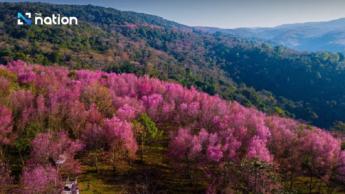 Phu Lom Lo in Loei turns into pink mountain