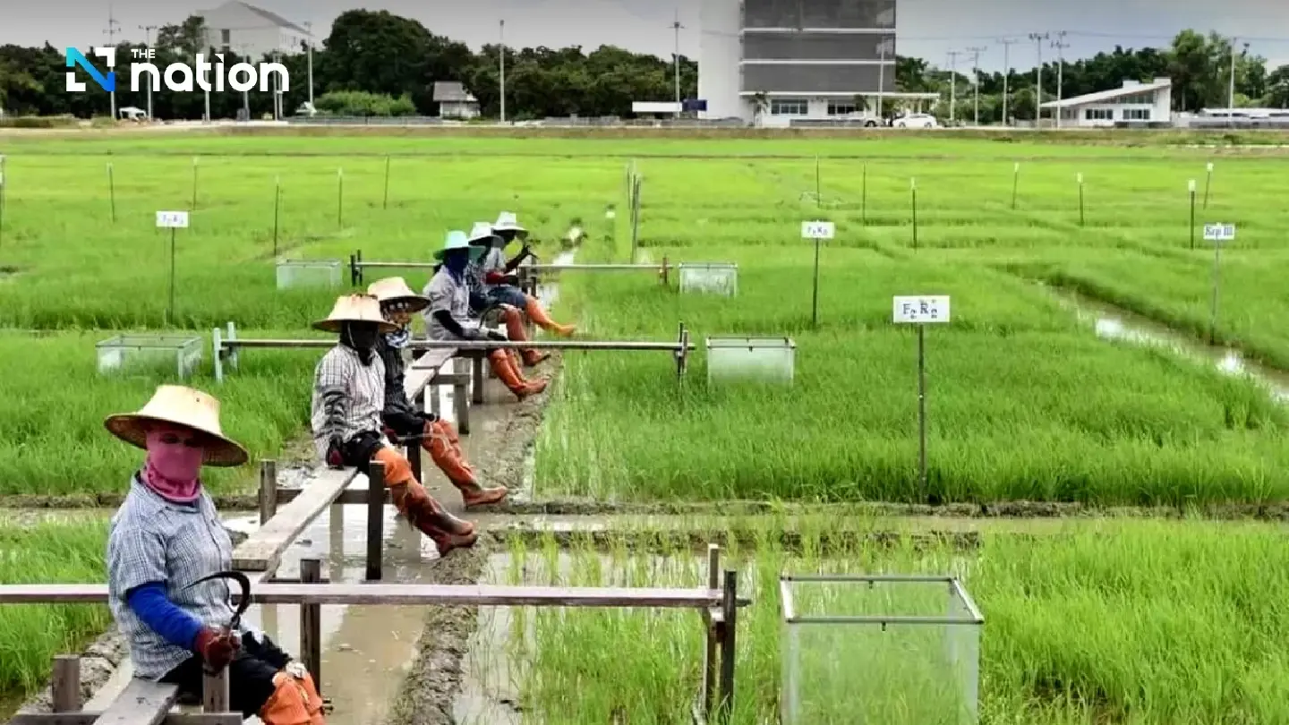 Thailand switching to low-carbon rice to meet net-zero goal Thailand switching to low-carbon rice to meet net-zero goal