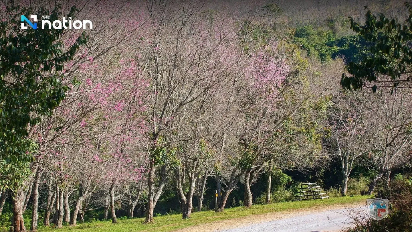 Tourists enjoy cool breeze and pink blossoms of Thai Sakura at Phu Lom Lo Tourists enjoy cool breeze and pink blossoms of Thai Sakura at Phu Lom Lo