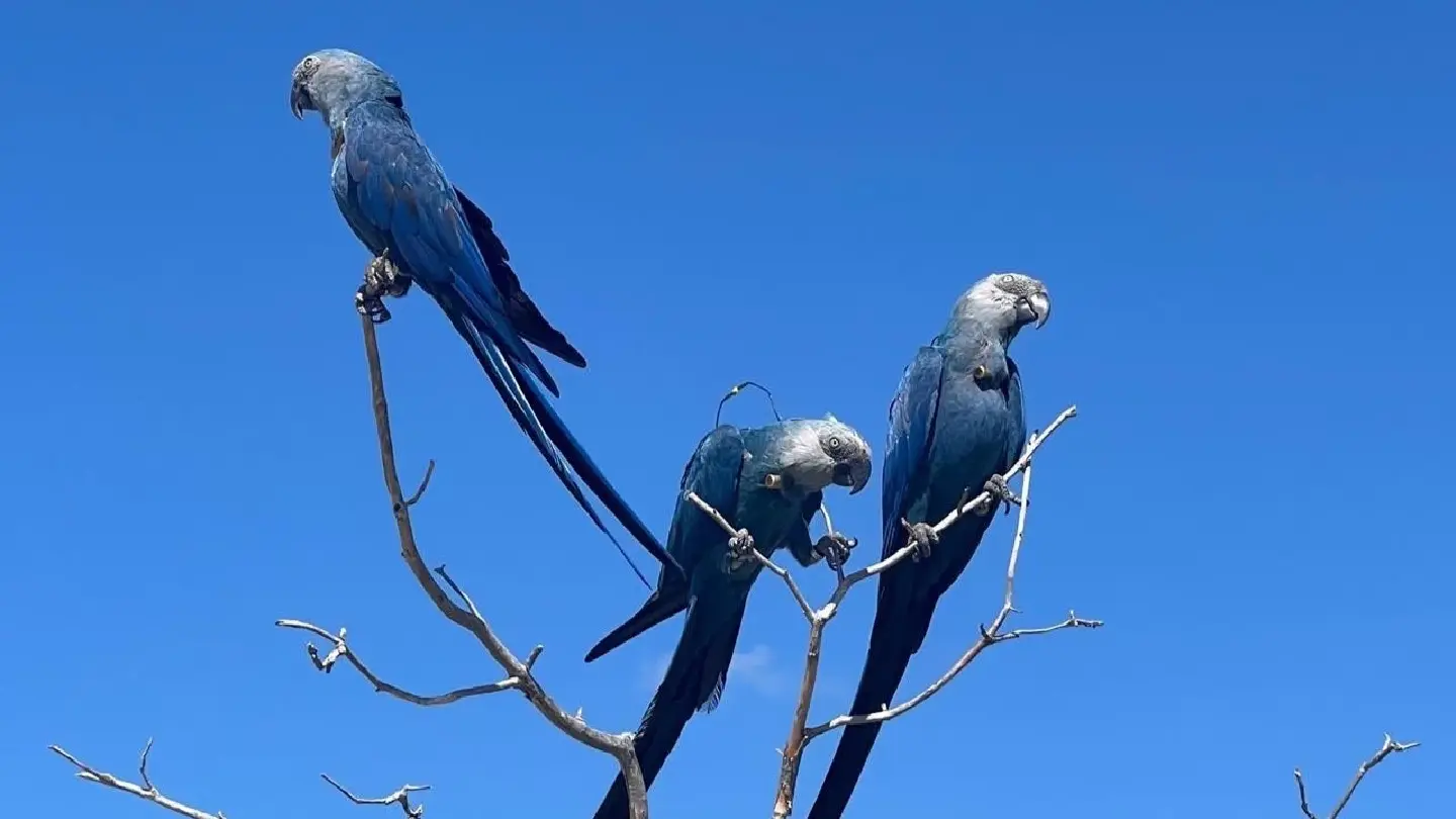 Vantara reintroduces 41 extinct-in-the-wild Spix’s Macaws in Brazil Vantara reintroduces 41 extinct-in-the-wild Spix’s Macaws in Brazil