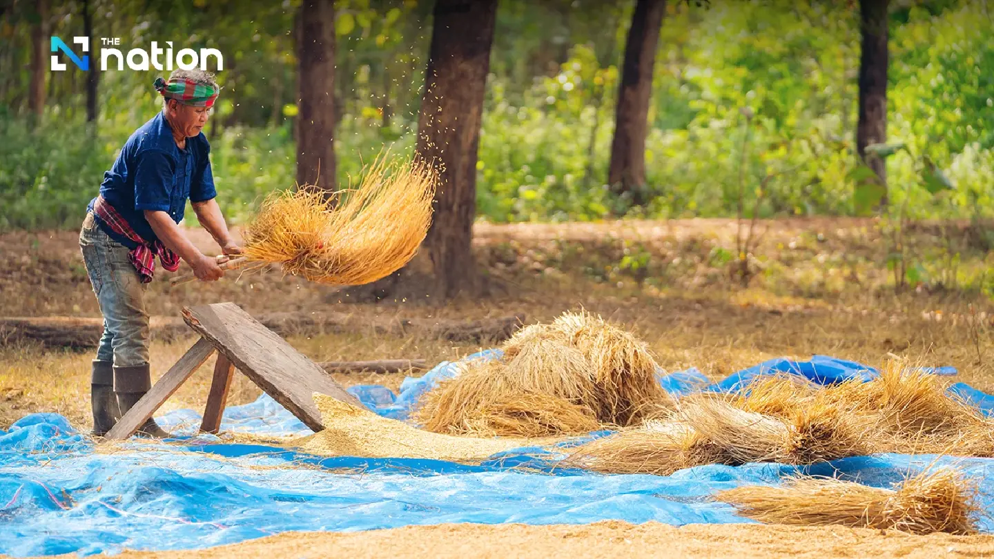 Government urged to guarantee paddy price at THB10,000 per tonne Government urged to guarantee paddy price at THB10,000 per tonne