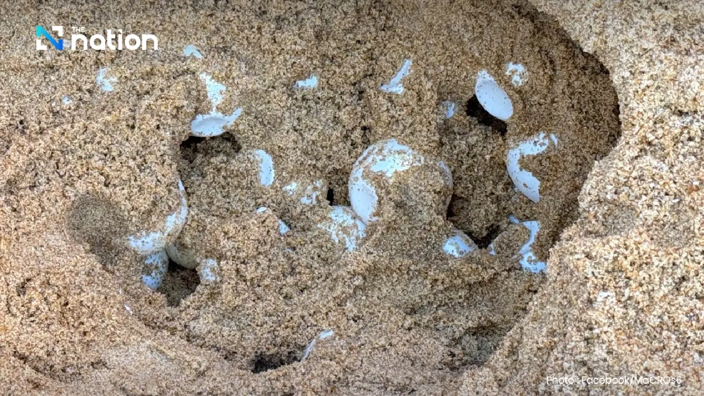 127 eggs laid by leatherback sea turtle found on Koh Phra Thong 127 eggs laid by leatherback sea turtle found on Koh Phra Thong