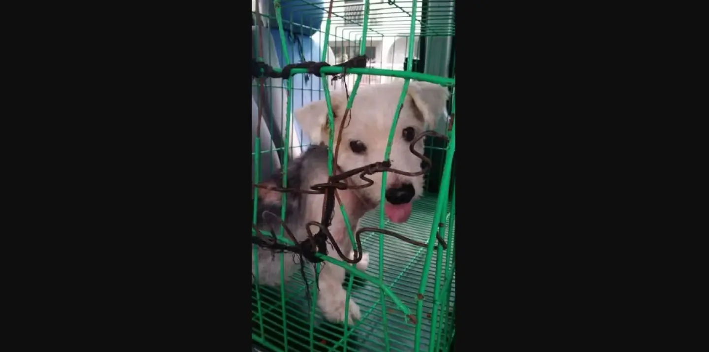 Justice served for Filipino dog ‘Cash’ after more than 10 years Justice served for Filipino dog ‘Cash’ after more than 10 years