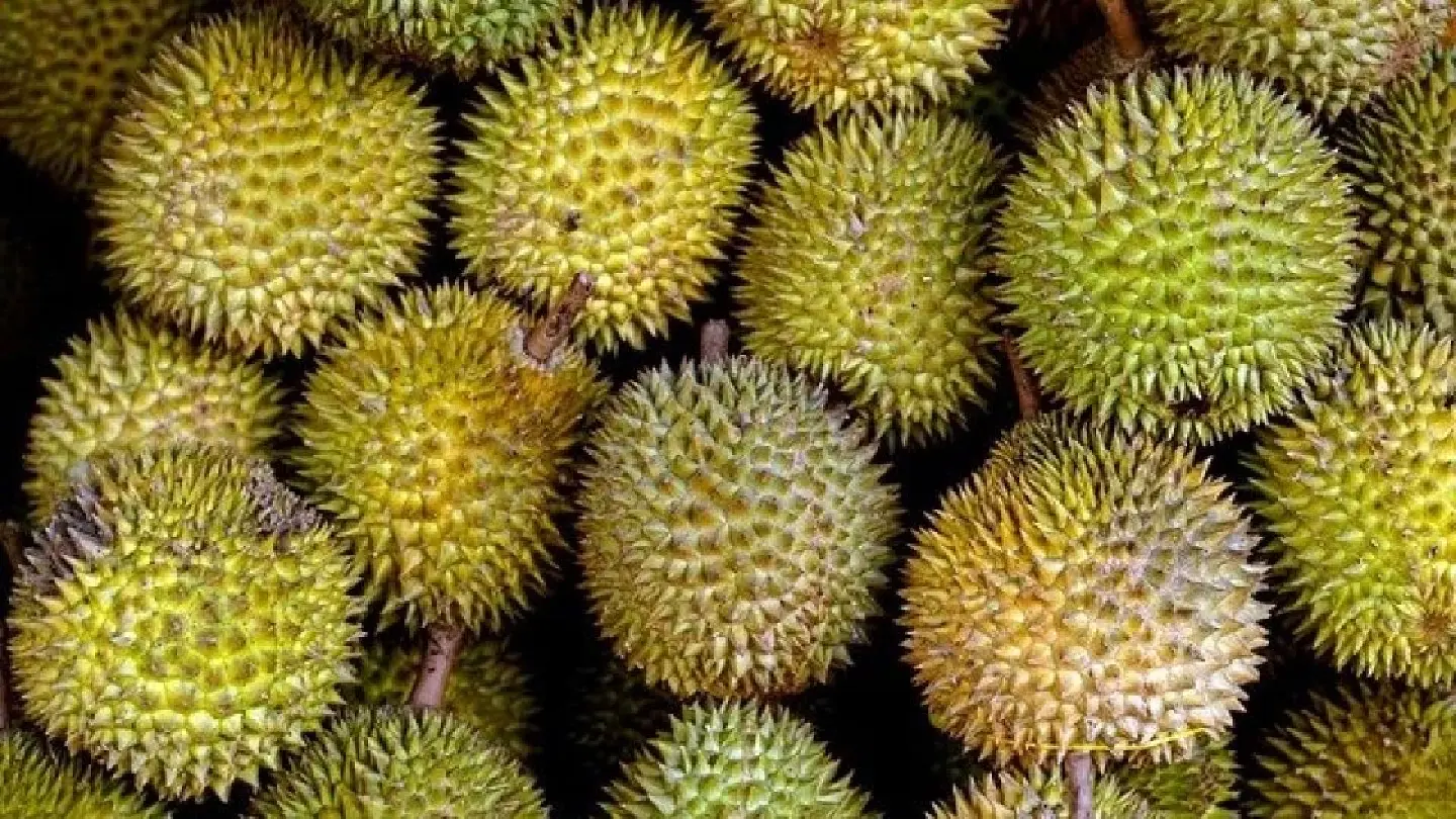 Vietnam emerges as global durian powerhouse