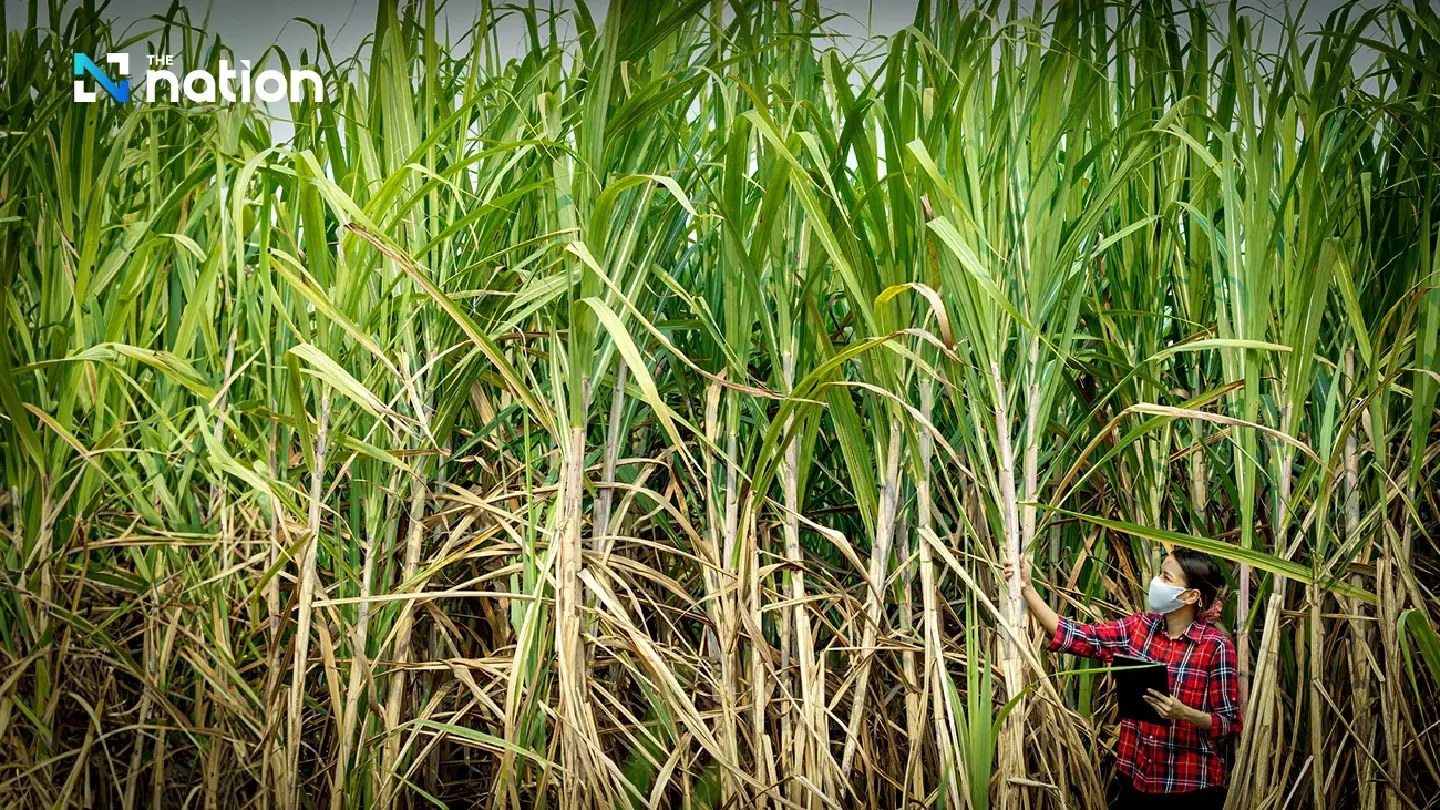 Industry Ministry eyes  PM2.5 reduction with sugarcane subsidy scheme