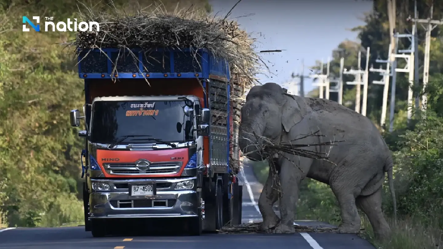 Elephant collects ‘tax’ from passing trucks in Chachoengsao