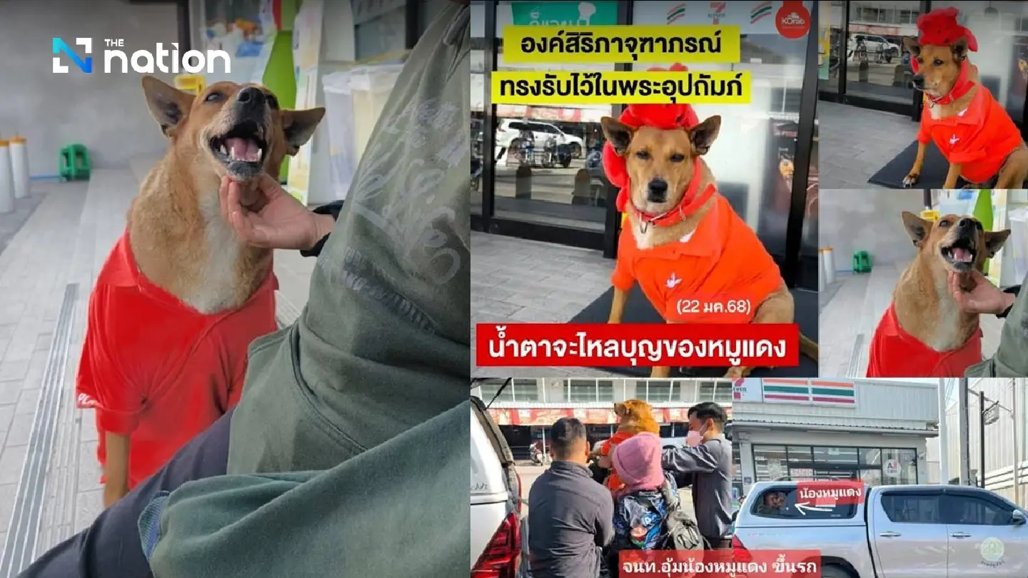‘Hachi of Korat’ finds a permanent home thanks to royal kindness ‘Hachi of Korat’ finds a permanent home thanks to royal kindness