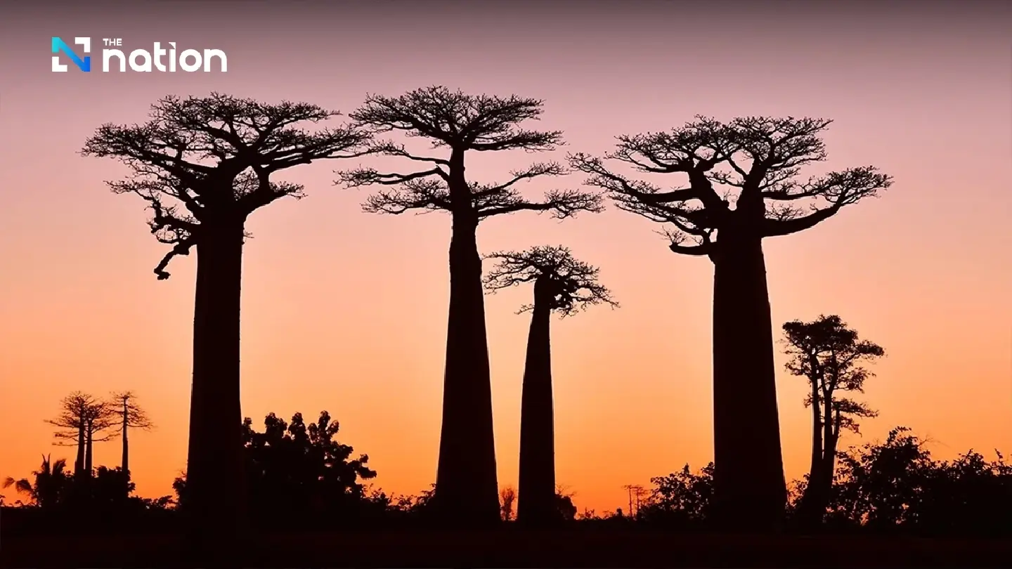 More than a third of tree species face extinction, scientists warn More than a third of tree species face extinction, scientists warn