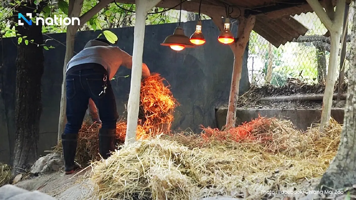 Chiang Mai Zoo keeps animals warm amid dropping temperatures Chiang Mai Zoo keeps animals warm amid dropping temperatures