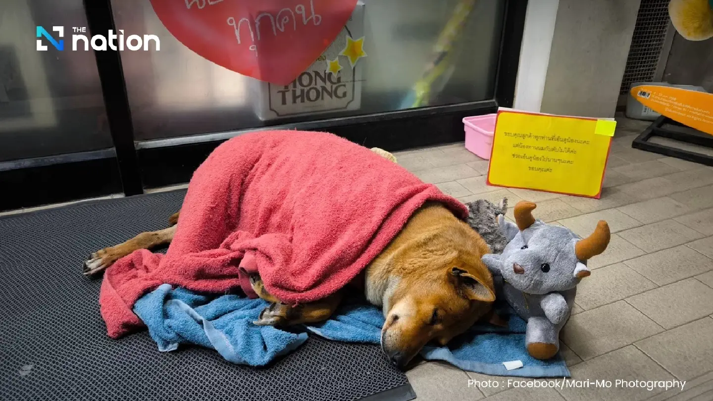 Thai hearts pour with grief for mourning ‘Hachi of Korat’