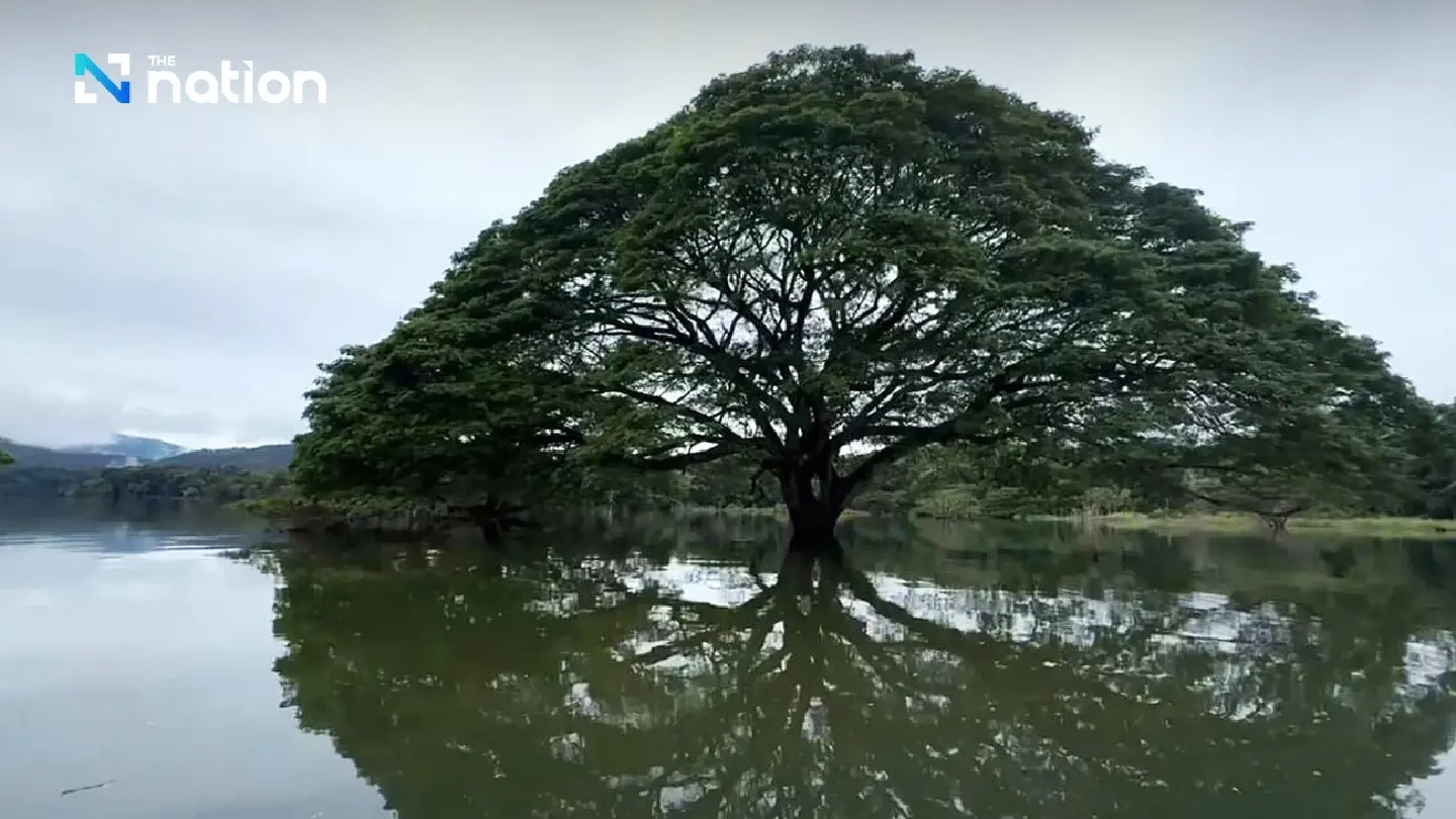 Thai natural wonders: The rain trees of Mae Ngat Somboon Chon Dam