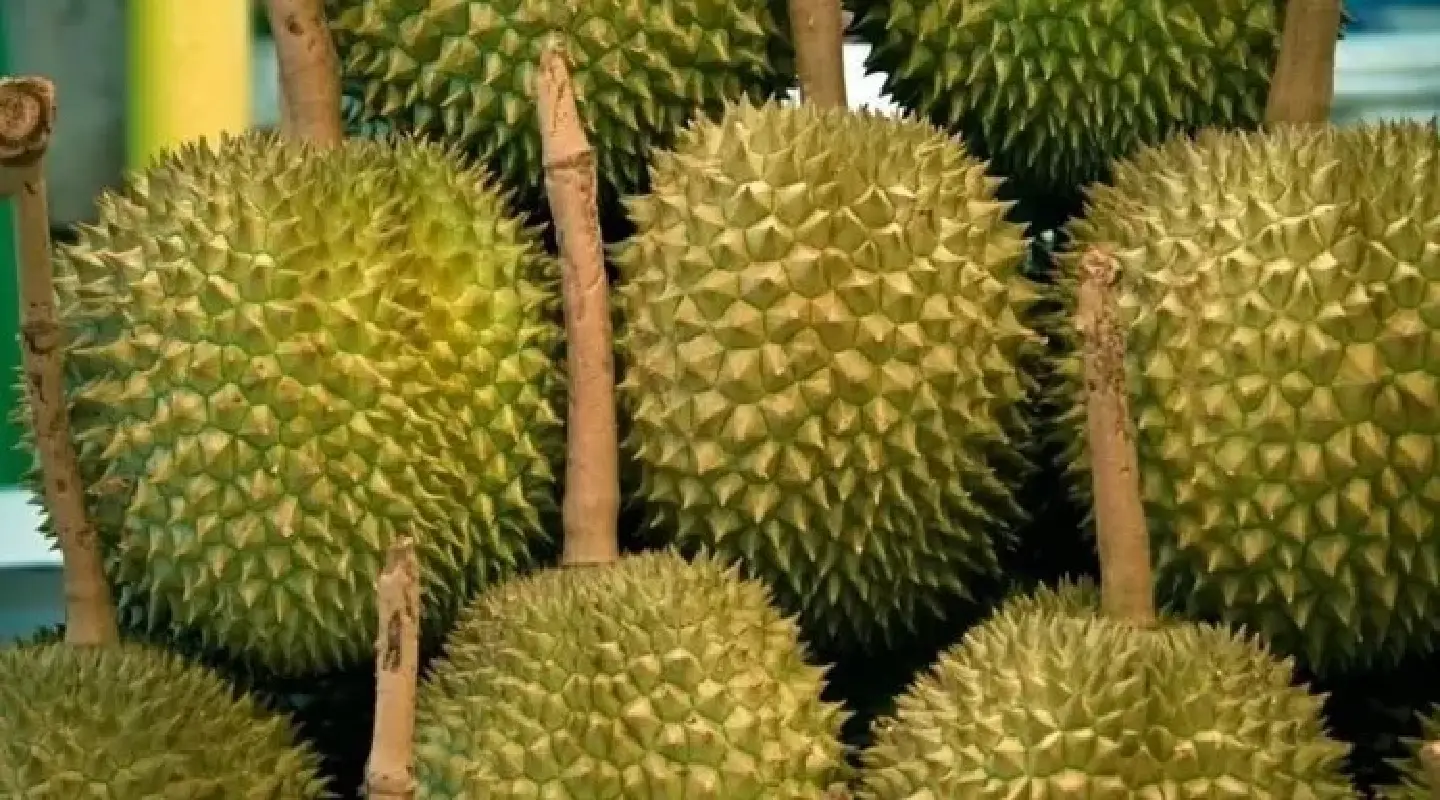 Potential for M’sia to surpass Thailand as top durian exporter to China Potential for M’sia to surpass Thailand as top durian exporter to China