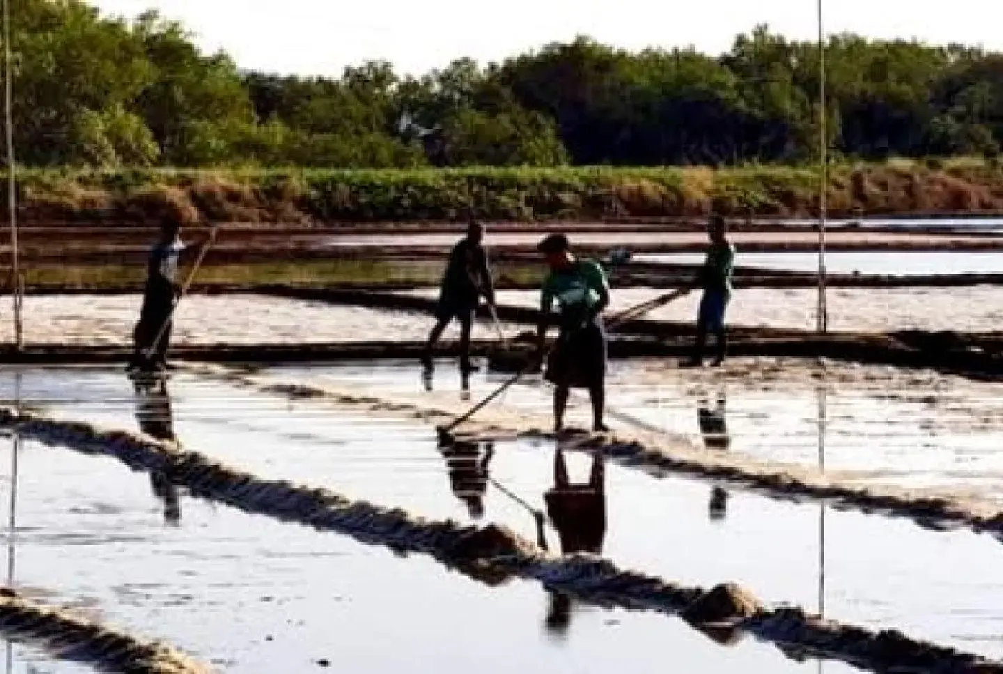 Salt farmers in Thanbyuzayat struggle due to diesel shortage