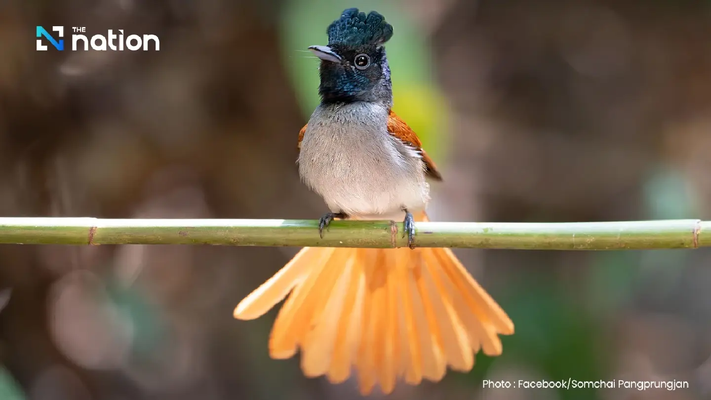 Ao Ai Yo Forest in Nakhon Si Thammarat boasts rich biodiversity