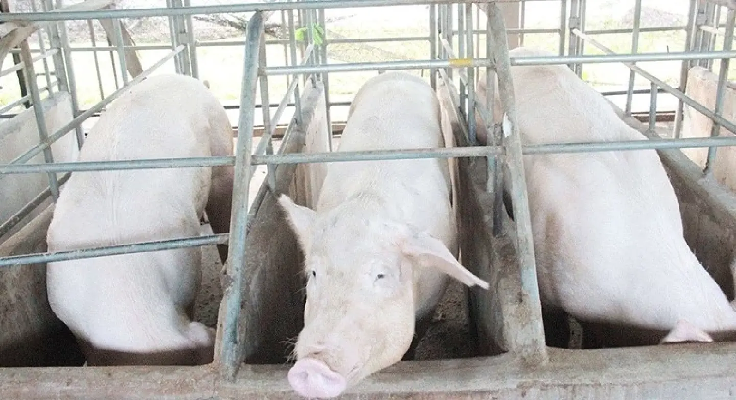 African swine fever strikes pig farms in Laos' Xaysomboun